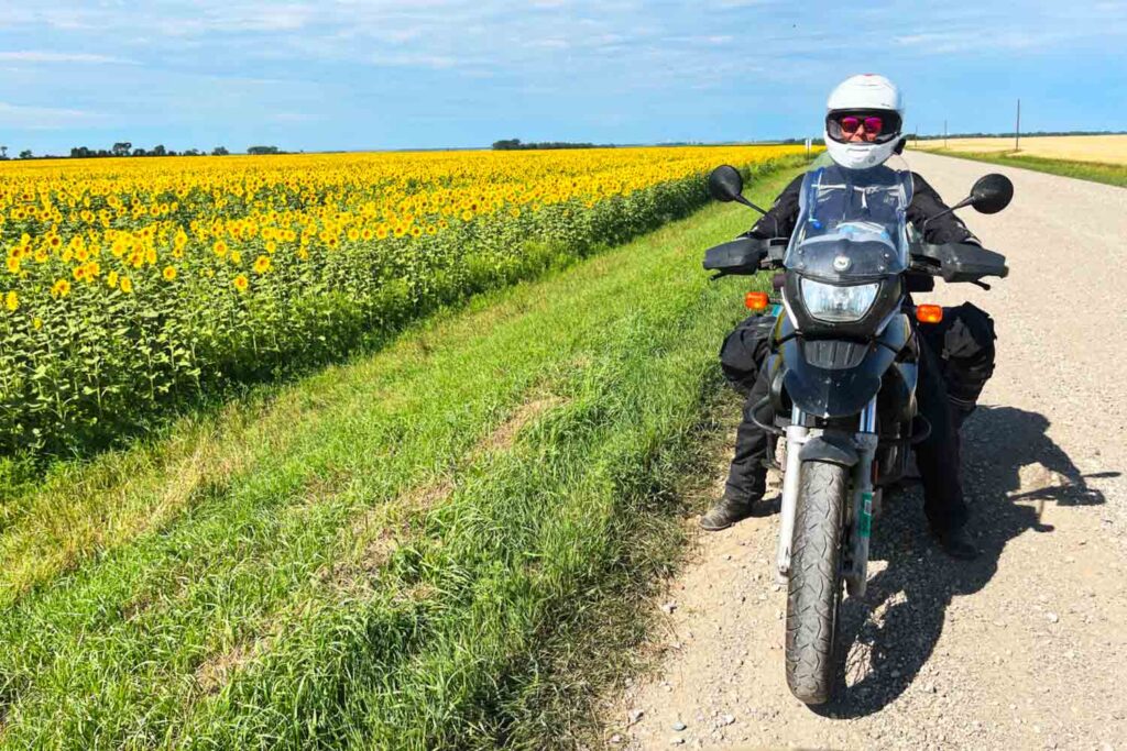 Postcards from the Road #15, by C. Jane Taylor, Sunflowers