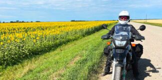Postcards from the Road #15, by C. Jane Taylor, Sunflowers