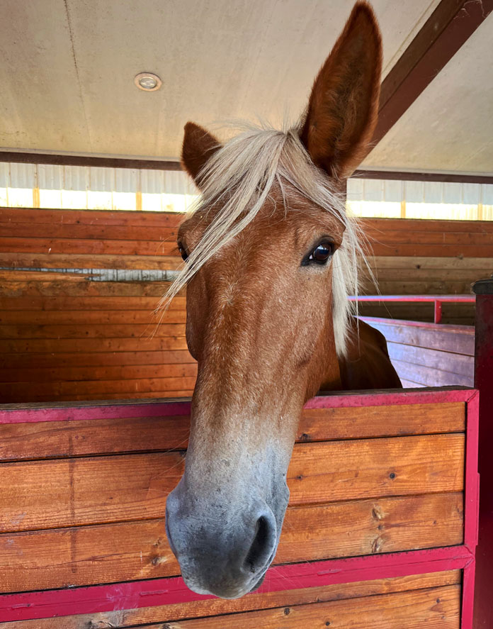 Postcards from the Road 11 C. Jane Taylor Horse