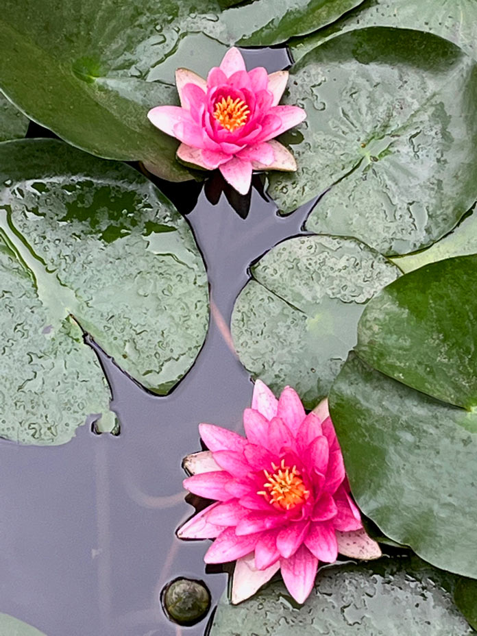 Postcards from the Road 12 C. Jane Taylor Turtles in Lilly Pond