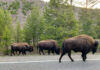 Yellowstone National Park Motorcycle Trip