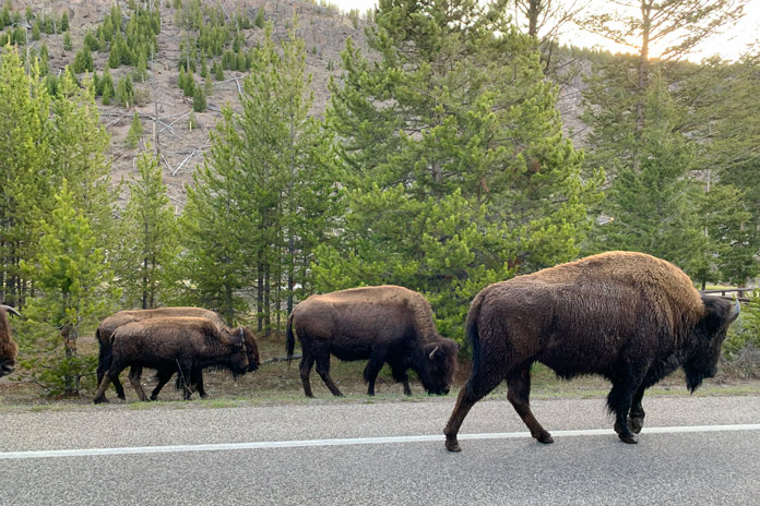 Yellowstone National Park Motorcycle Trip
