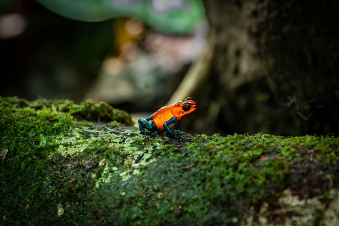 Costa Rica Motorcycle Ride