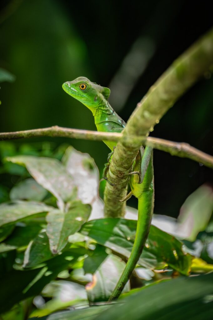 Costa Rica Motorcycle Ride
